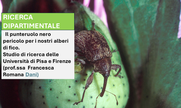 Il punteruolo nero pericolo per gli alberi di fico